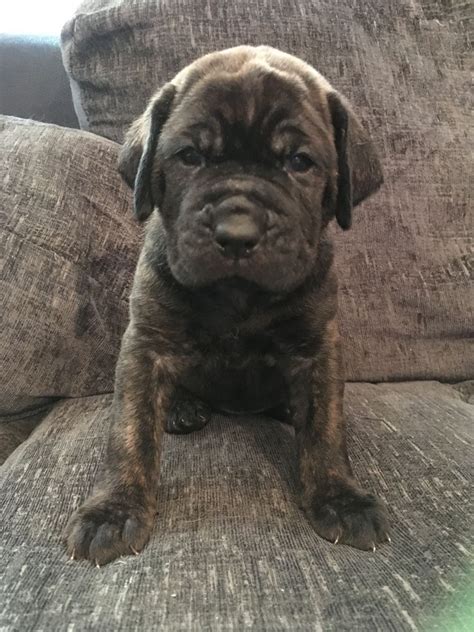 Located just 10 minutes from historic downtown san antonio, we offer convenience without the hassle of traffic and parking with the city bus picking. Neapolitan Mastiff Puppies For Sale | San Pedro Avenue ...