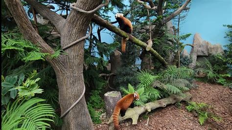 20230125 Feeding Time For Red Panda Karma And Keta River Wonders