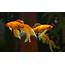 The Goldfish Facts And Care Guide  Aquariumfreakscom