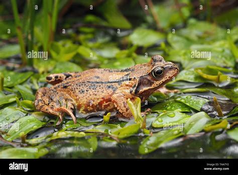 Common Frog Rana Temporaria Resting In Woodland Pool Tipperary