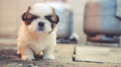 A Cute Baby Puppy 19201080 Rwallpaper