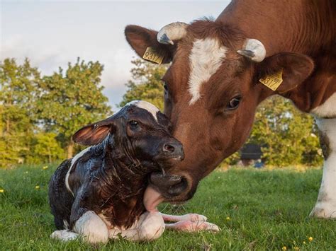 Moederkoe Met Kalfje Net Geboren Baby Koeien Pasgeboren Dieren Vee