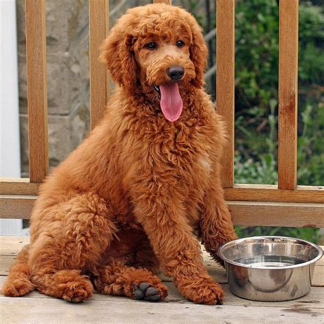 This Is An Adorable Red Standard Poodle Standard Poodle Cuts