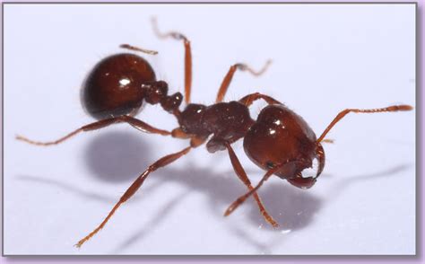Be Aggressive With Red Imported Fire Ants West Coast Nut