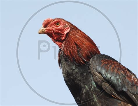 image of indian cock or hen in a vegetable basket om738134 picxy