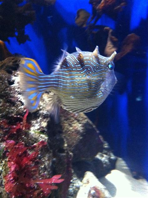 Lovely Fish On Display At California Academy Of Sciences