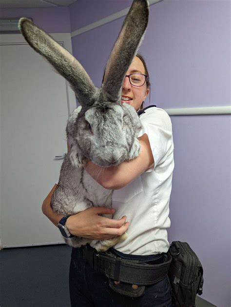 rspca rescues dozens of giant rabbits possibly bred for meat