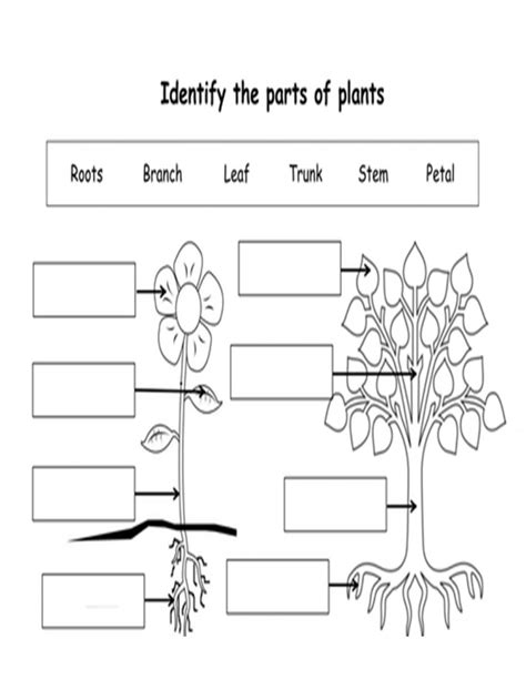 Parts Of Plants Interactive Worksheet
