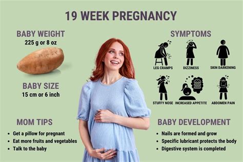 19 Weeks Pregnant Symptoms Ultrasound And Baby Development