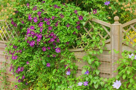 Fast Growing Climbers That Can Quickly Create Privacy And Cover