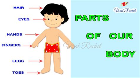 Learn Body Parts For Kids In English Body Parts Names For Childre