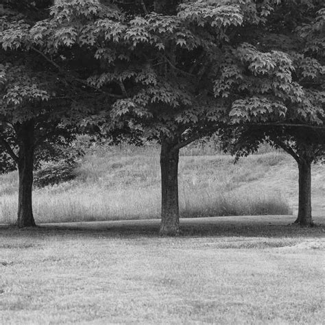 Three Trees — Hart Photographs Vermont Fine Art Photography