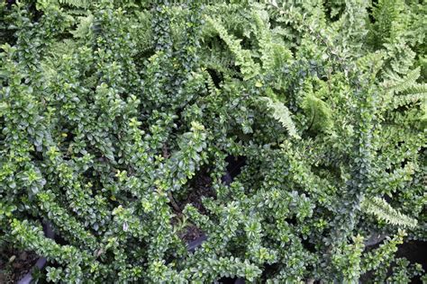 Beautiful Green Ground Cover Plants 2125685 Stock Photo At Vecteezy