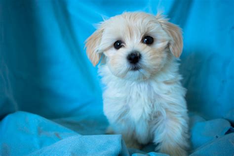 Nancy handles the puppies at birth, and after 4 or 5 weeks, they are very played with and socialized. Maltese x Shih Tzu Female Puppy For Sale | April 28th 2018 | Paradise Puppies