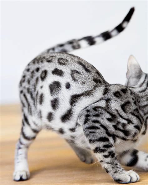 Please search kittens for sale for yourself, or tell a friend about our website so that they can find kittens for sale. Bengal Kittens For Sale Florida Craigslist