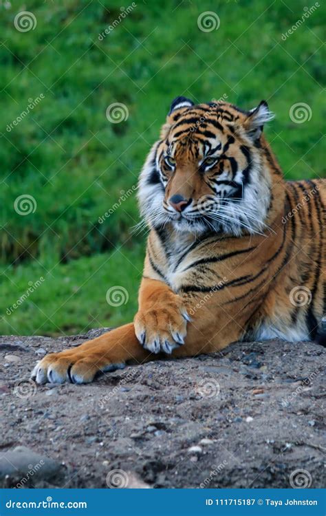 Tired Tiger Staring Stock Image Image Of Orange Mammal 111715187