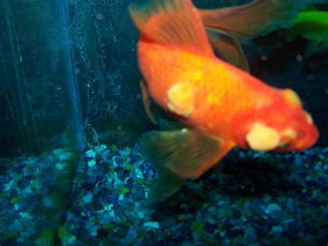 Goldfish Tumors Diagnose Symptoms And Treat With Natural Remedy Gfe