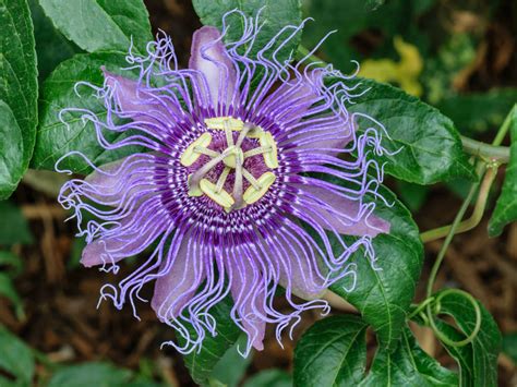 Passion Flower: A Perfect Tropical Vine for Growing ...