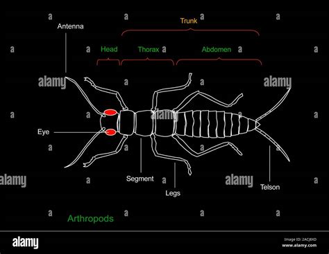 Anatomie Des Arthropodes Schéma Montrant Les Principales Pièces