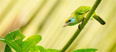Sri Lanka Endemic Birds Naturetrek Wildlife Holidays