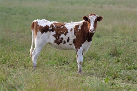 4 Keys Differences Between Cows And Heifers Informed Farmers