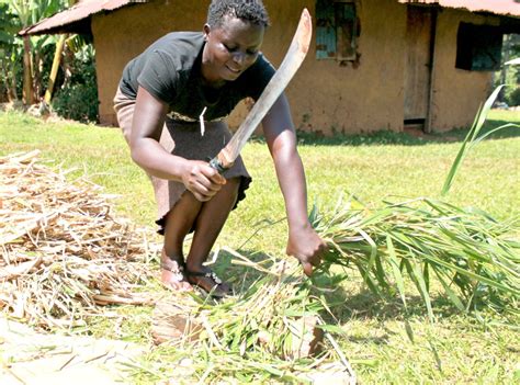 Climate Smart Brachiaria Grass Helps Kenyan Farmers Withstand Global