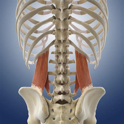 Lower Back Muscles Artwork Photograph By Science Photo Library