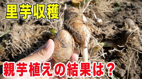 里芋の収穫 親芋植えたら収穫量がすごかった Youtube