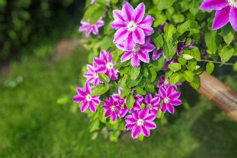 Flowers Of Perennial Clematis Vines In The Garden Beautiful Clematis