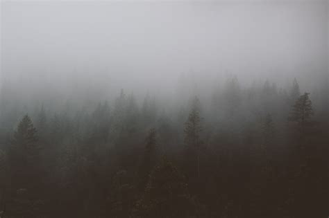 A Gloomy Shot Of A Dark Evergreen Forest Shrouded In A Thick Gray Mist