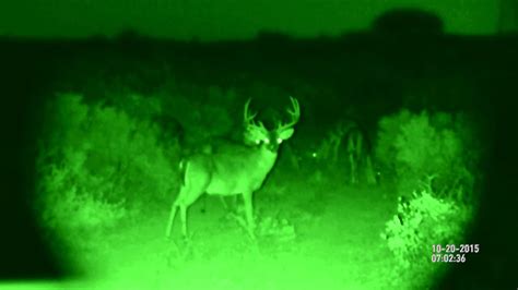 Deer Vision At Night