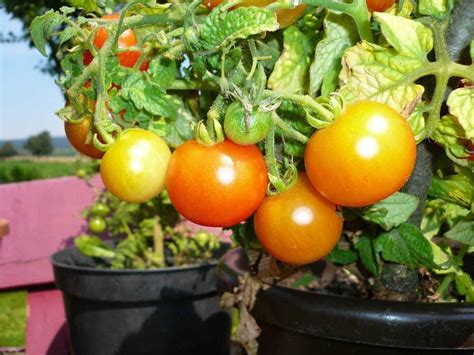 How To Grow Tomatoes At Home A Full Guide Gardening Tips