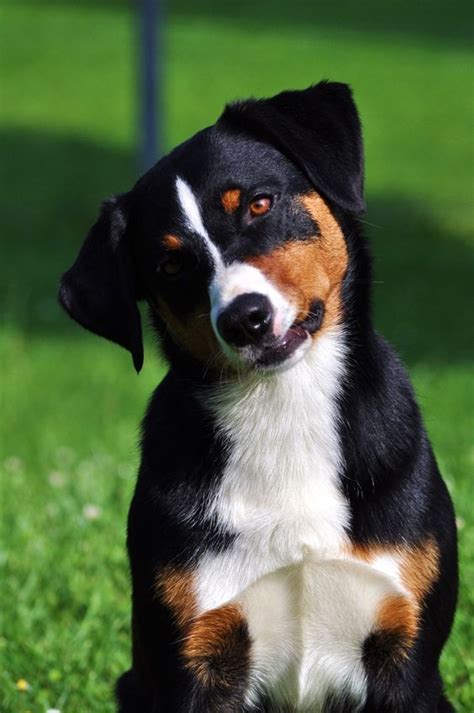 Everything About Your Appenzeller Sennenhund Luv My Dogs