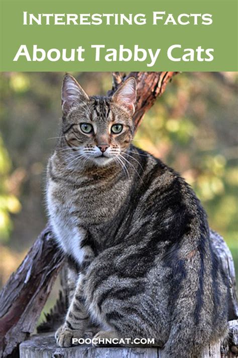 Interesting Facts About Tabby Cats Poochn Cat Cat Lifestyle In
