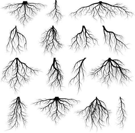 Root Illustrations Royalty Free Vector Graphics And Clip Art Istock
