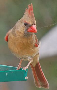 Submit your current paintings, give and receive critiques. Juvenile Northern Cardinals