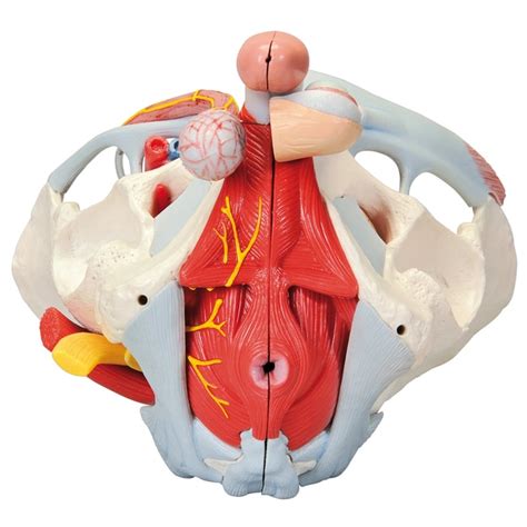 3b Scientific 7 Part Male Pelvis Model Includes 3b Smart Anatomy 7