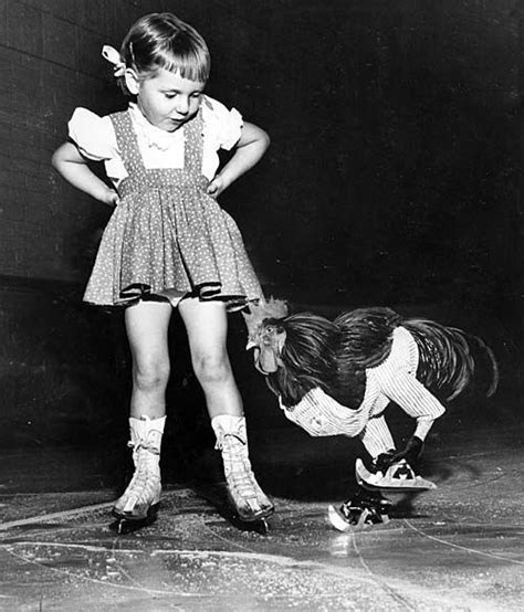 Rooster Ice Skating Vintage Pictures Old Pictures Vintage Images Old