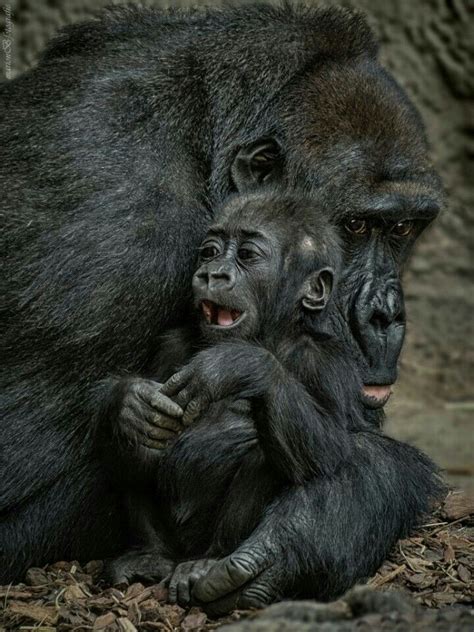 Animals Photos Animal Pictures Baby Chimpanzee Gorillas Art