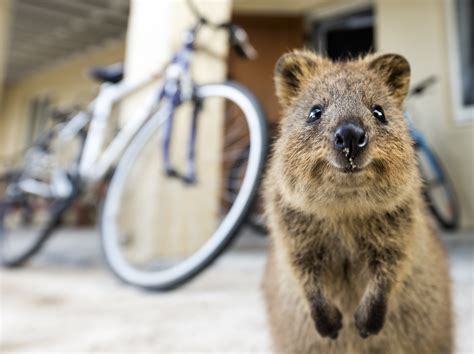 Quokkas 20 Pics Of The Happiest Animal On The Planet