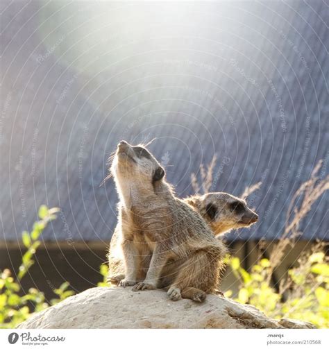 Reach The Sun Meerkat 2 A Royalty Free Stock Photo From Photocase