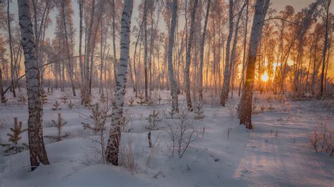 Snow Covered Trunk In Forest During Sunset Hd Winter