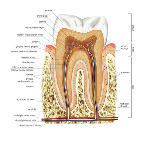 Structure Of A Molar Photograph By Asklepios Medical Atlas Pixels