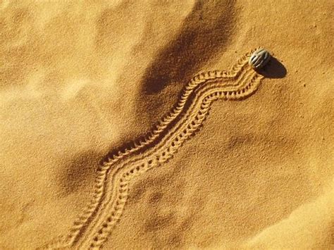 Beetle Track In The Desert