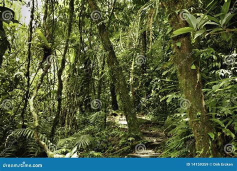 Rain Forest Green Tropical Amazon Primary Jungle Stock Image Image