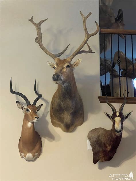 Impala And Whitetail Shoulder Mount And Blesbok Wall Pedestal Mount