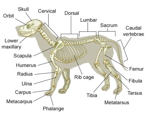 Swollen leg in dog affected by osteosarcoma. A Visual Guide to Understanding Dog Anatomy With Labeled Diagrams - DogAppy
