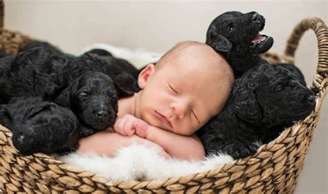 Cute Puppies And Adorable Baby Boy Born Hours Apart World News
