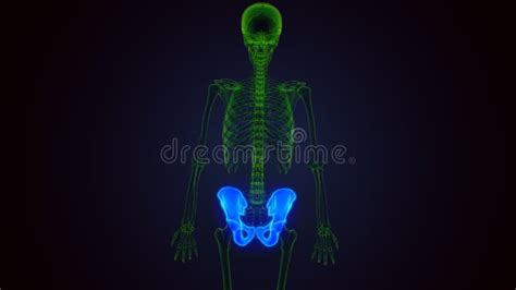 Human Skeleton Hip Bone Anatomy 3d Render Stock Illustration