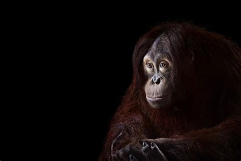 Incredible Studio Portraits Of Wild Animals By Brad Wilson Bored Panda